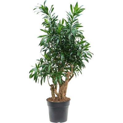 Pleomele (Dracaena) Reflexa Branched 30x120 cm