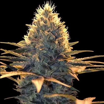 Spliff Seeds Spliff Cheese semena neobsahují THC 3 ks