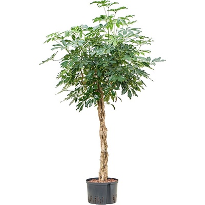 Schefflera arboricola braided 28/19 výška 150 cm