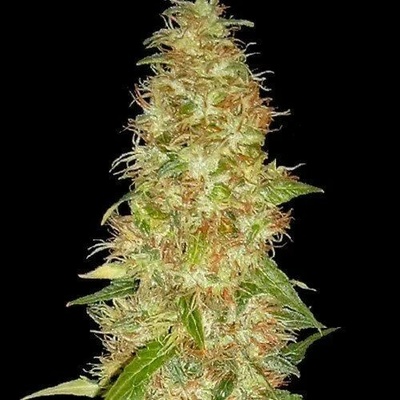 Spliff Seeds Moon Walker Kush semienka neobsahujú THC 3 ks