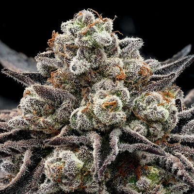 Anesia Seeds Epic Buzz semienka neobsahujú THC 10 ks