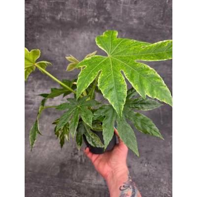 Fatsia SpiderWeb