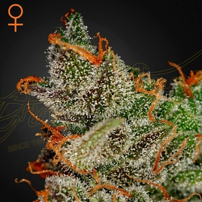 Green House Seed King´s Kush semienka neobsahujú THC 10 ks