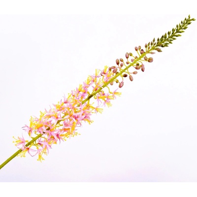 Liliochvostec eremurus stonek růžový 104 cm