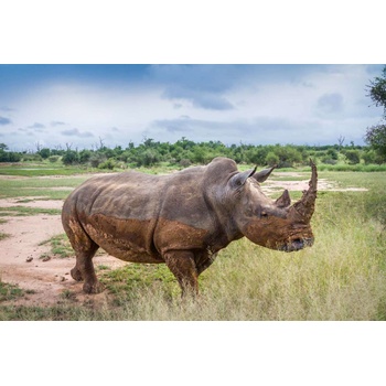 DIMEX ART s. r. o Флизелинов фототапет носорог, който се разхожда 375 x 250 см
