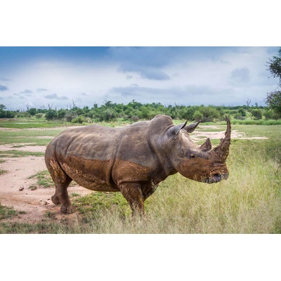 DIMEX ART Флизелинов фототапет носорог, който се разхожда 375 x 250 см