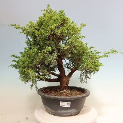 e-bonsai Venkovní bonsai - Juniperus chinensis Itoigawa-Jalovec čínský