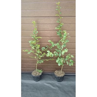 MULTIFLORA Habr obecný "Carpinus betulus" 60-90 cm