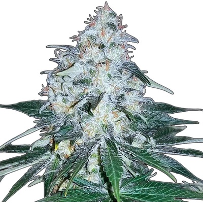 Nuka Seeds Gelato semena neobsahují THC 3 ks – Hledejceny.cz