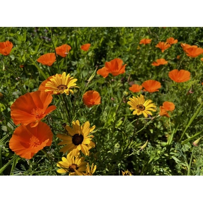 Austrosaat ORANŽOVÁ květinová směs 50 g