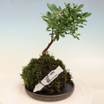 e-bonsai Kokedama s podmiskou -Syzygium - Pimentovník