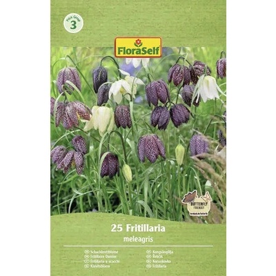 Řebčík královský řebčík kostkovaný FloraSelf Fritillaria meleagris 25 ks