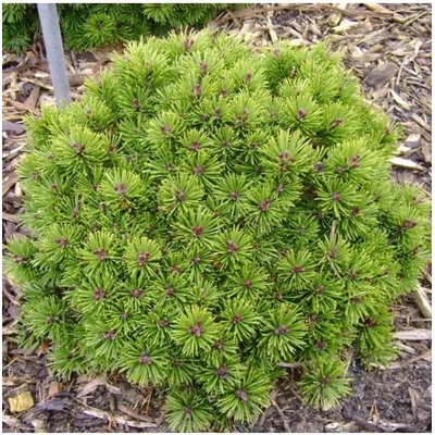 Pinus mugo 'Mops' C13L