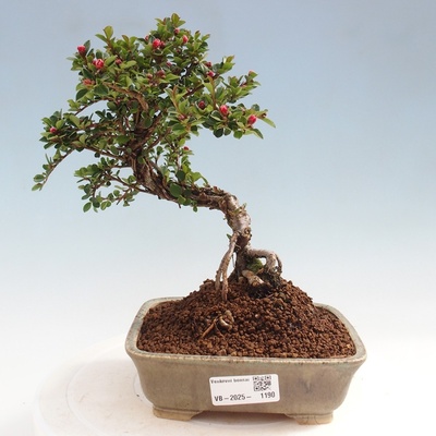 e-bonsai Venkovní bonsai - Cotoneaster horizontalis - Skalník