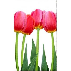 DIMEX ART Флизелинов фототапет лалаета 150 x 250 см