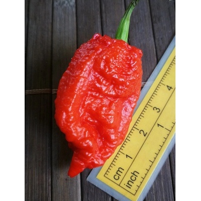 Carolina Reaper 19-CC2-21-2 (chilli semena) 1 ks