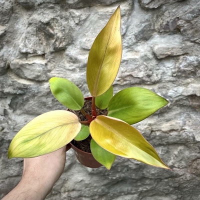 Philodendron Mars