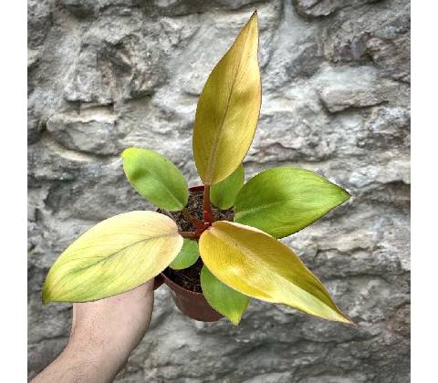 Philodendron Mars