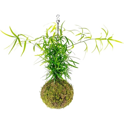 Gardners Kokedama Asparagus Falcatus (L) Asparágus, Chřest srpovitý 1 ks