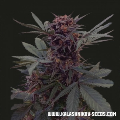 Kalashnikov Seeds Babushka Black AUTO semena neobsahují THC 3 ks