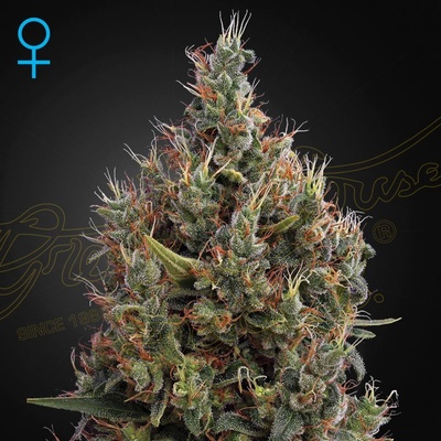 Green House Seeds Big Bang AUTO semena neobsahují THC 3 ks