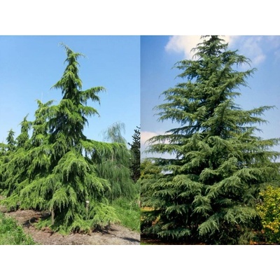 Céder himalájsky, výška 160-200 cm, kvetináč 25 l