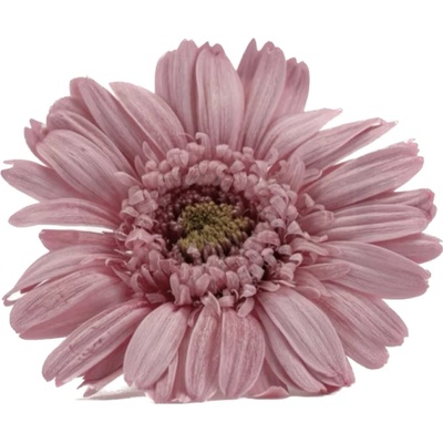 Stabilizované kvety Gerbera - ružové Kus: 1
