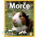 Morče