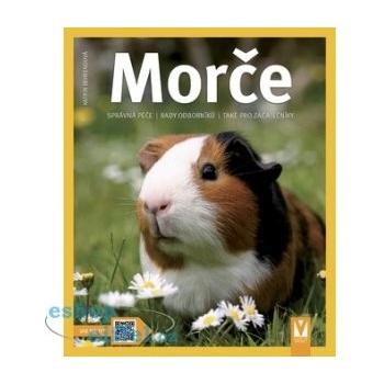 Morče