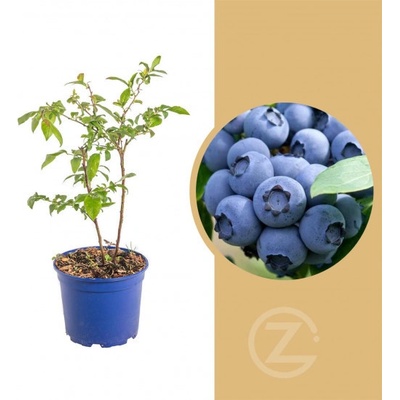 Kanadská borůvka, Vaccinium corymbosum Darrow, velikost kontejneru 2 l