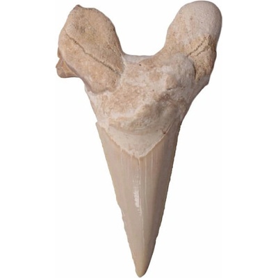 Nefertitis Žraločí zub NF1063 - cca 4 - 6 cm