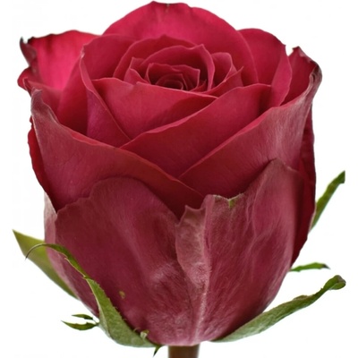 Růžová růže MADAM CERISE 60cm (M)