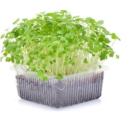 Toraf Microgreens, semínka na klíčky - Pískavice (řecké seno) 20g