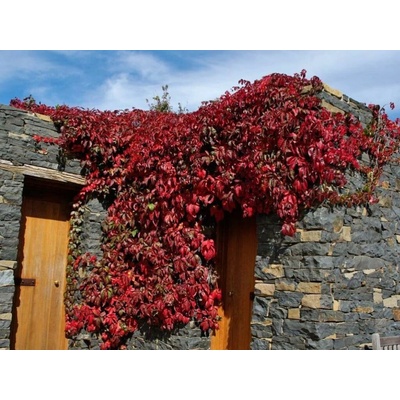 Pavinič päťlistý Engelmannii, výška 40-70 cm, kvetináč 1,5 l