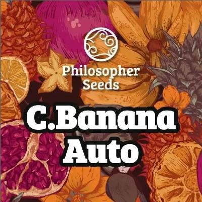 Philosopher Seeds C Banana Auto semena neobsahují THC 3 ks