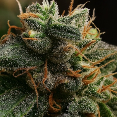 Propaganja Seeds Bubblerock Auto semienka neobsahujú THC 5 ks.