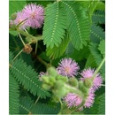Semínka citlivky - Mimosa pudica - Citlivka stydlivá - Mimóza - prodej semen - 5 ks