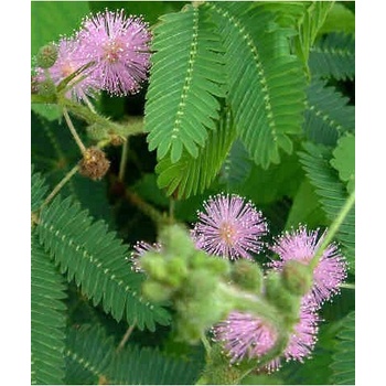 Semínka citlivky - Mimosa pudica - Citlivka stydlivá - Mimóza - prodej semen - 5 ks