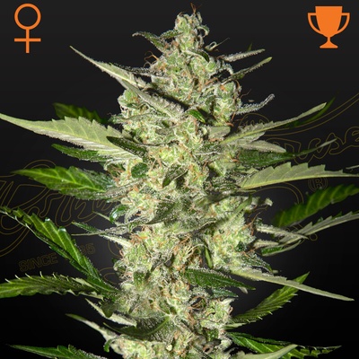 Green House Seed FlowerBomb Kush semienka neobsahujú THC 10 ks