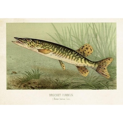 Přání Nordic Fishes