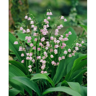 Konvalinka 'Rosea majalis' 1 ks