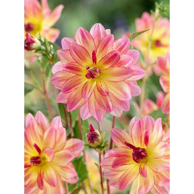 Jiřina 'Pacific ocean' 1 ks