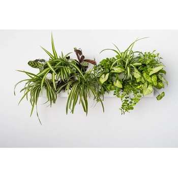 Ortisgreen Obraz z živých rostlin Hoh! Duo Smart, osázený, bílá