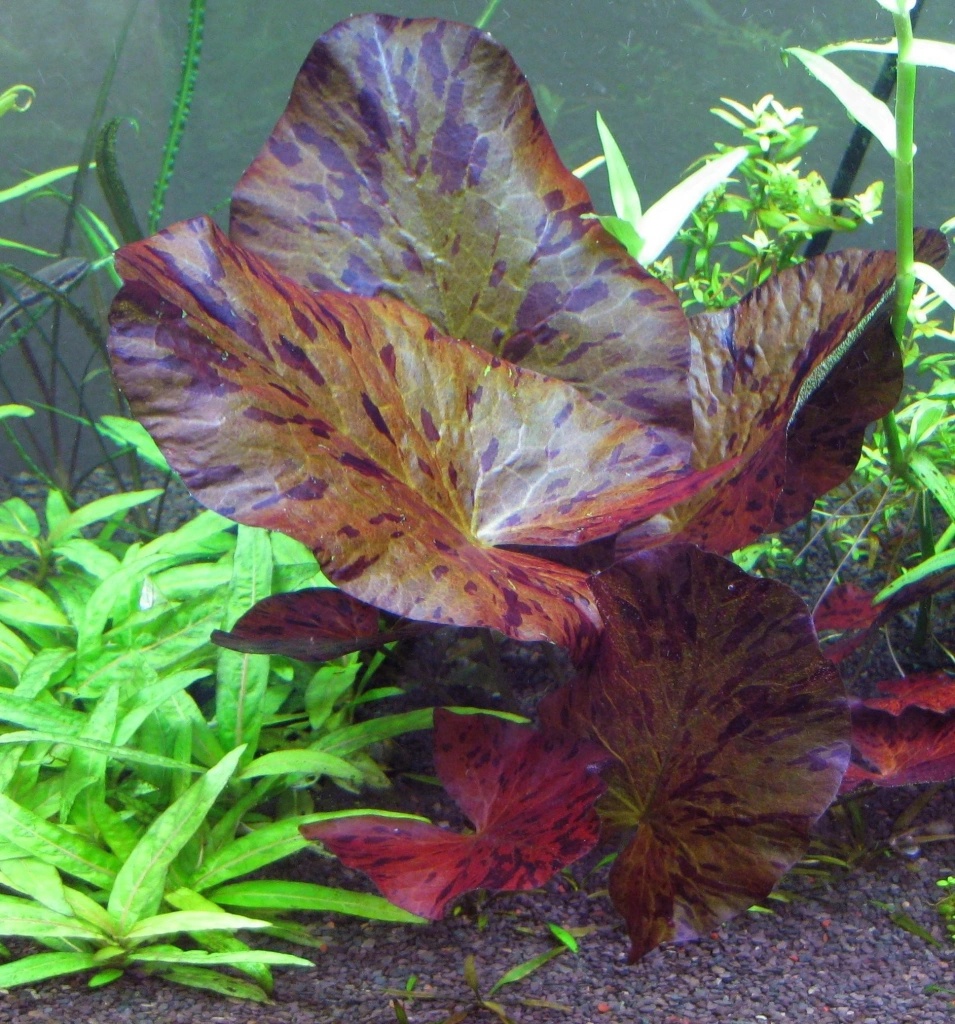 Nymphaea lotus Red
