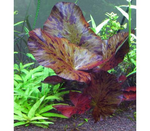 Nymphaea lotus Red