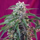 Sweet Seeds Green Poison AUTO semena neobsahují THC 3 ks