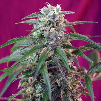 Sweet Seeds Green Poison AUTO semena neobsahují THC 3 ks