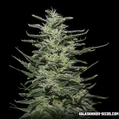 Kalashnikov Seeds Amnesia Molotov semena neobsahují THC 10 ks