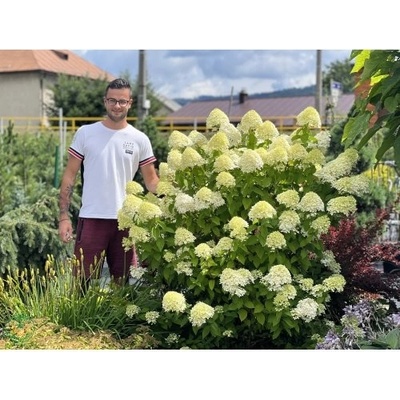 Hortenzia metlinatá (Hydrangea paniculata) ´LIMELIGHT´® - výška 30-50 cm, kont. C2L