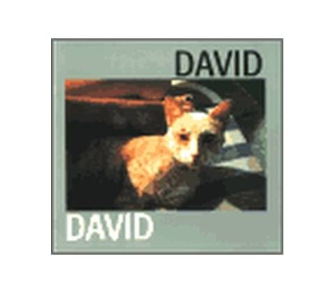 David